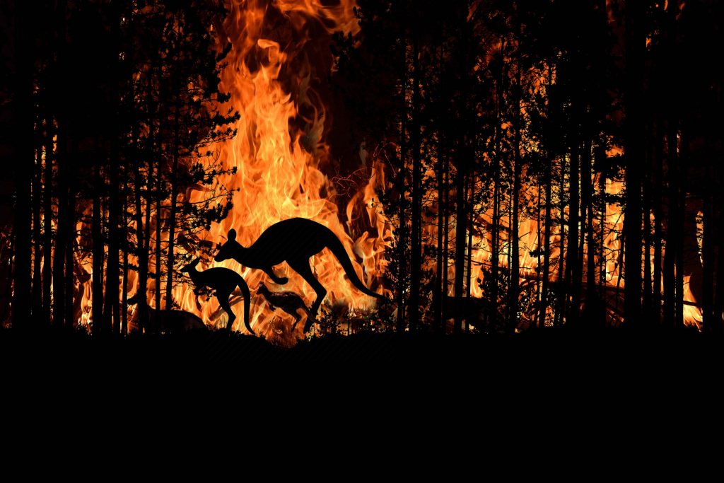 Bushfire Im Australia Forest Many Kangaroos And Other Animals Running Escaping To Save Their Lives, Evacuation destroyed.